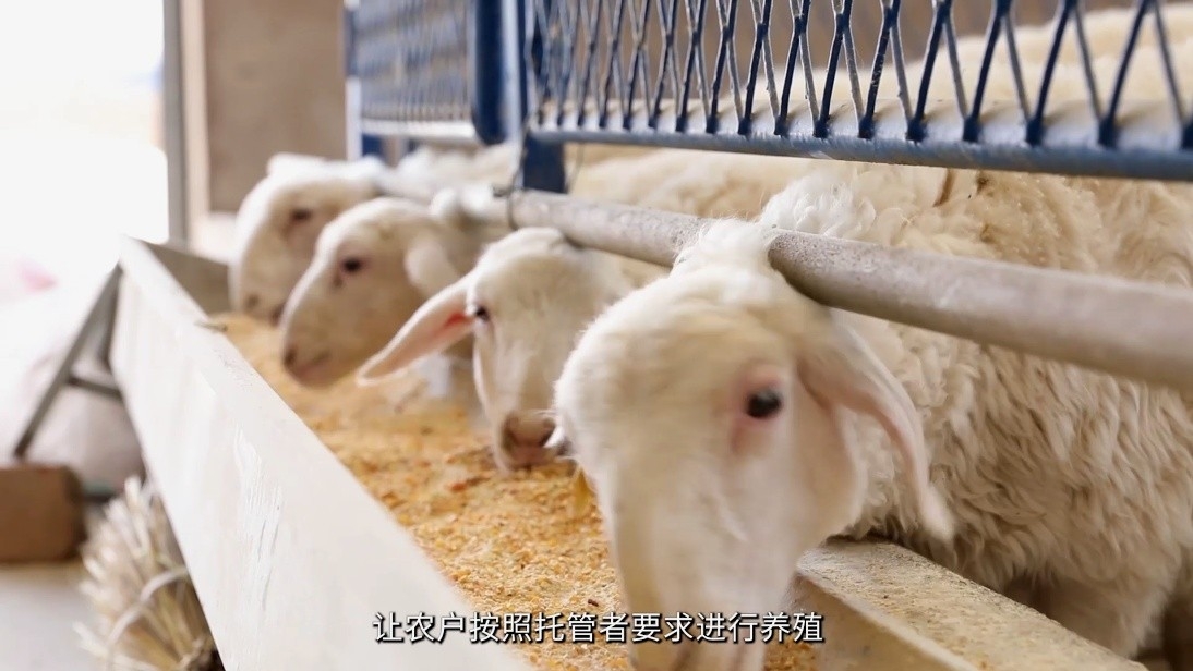 开洋养殖集团宣传片 企业宣传视频宣传短片—上海虎置宣传片制作